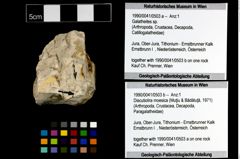 Foto (Objekt + Etikett) von Discutiolira moesica (Muţiu & Bădăluţă, 1971) (NHMW-GEO-1990-0041-0503b)
